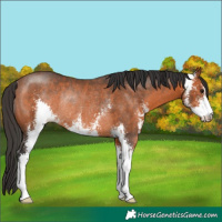 Horse Color:Bay Sabino Rabicano