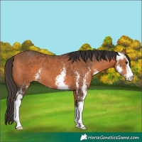 Horse Color:Bay Sabino 