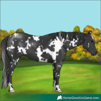 Horse Color:White Spotted Black 