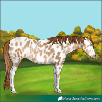 Horse Color:Gray Buckskin Pearl Sabino Appaloosa 