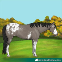 Horse Color:Gray Grullo Sabino Blanket 