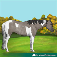Horse Color:Grullo Tobiano Rabicano 