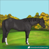 Horse Color:Smoky Black 