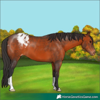 Horse Color:Brown Appaloosa 