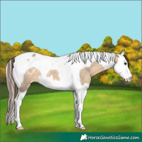 Horse Color:Bay Dun Splash Tobiano Appaloosa 