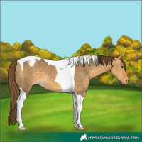 Horse Color:Buckskin Dun Tobiano Appaloosa 