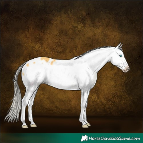 Horse Color:Palomino Splash Frame Appaloosa 