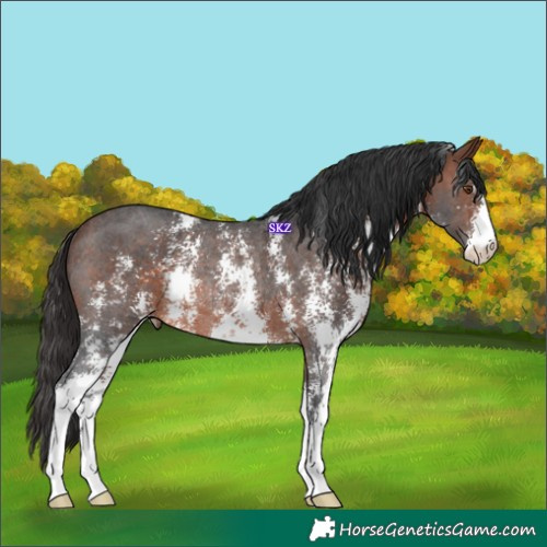 Horse Color:Brown Sabino Rabicano