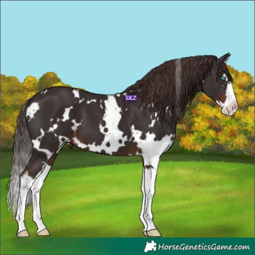 Horse Color:White Spotted Liver Chestnut Splash 