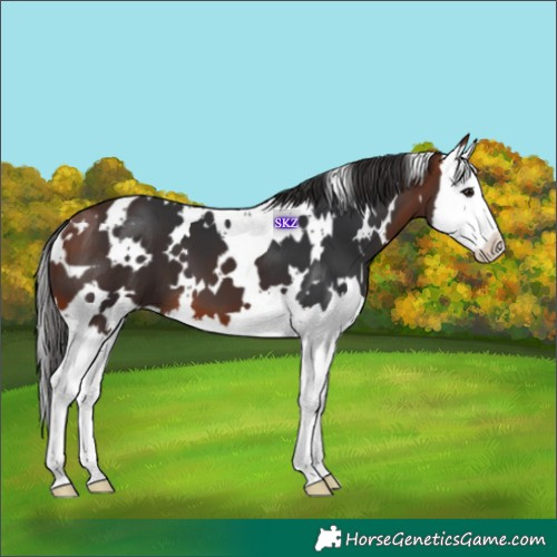 Horse Color:White Spotted Bay Splash