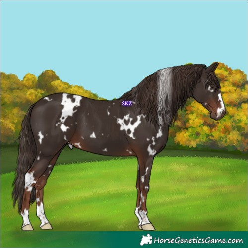 Horse Color:White Spotted Liver Chestnut 