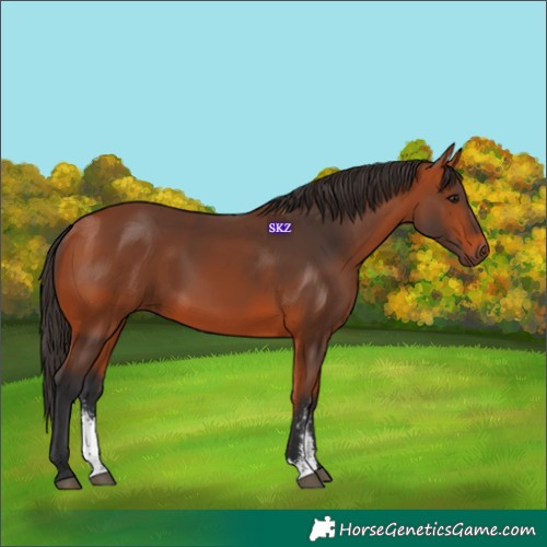 Horse Color:Bay Sabino