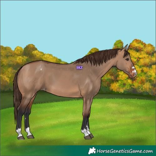 Horse Color:Bay Dun Appaloosa 