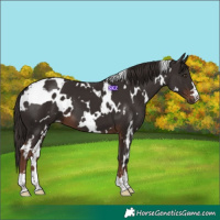 Horse Color:White Spotted Liver Chestnut 
