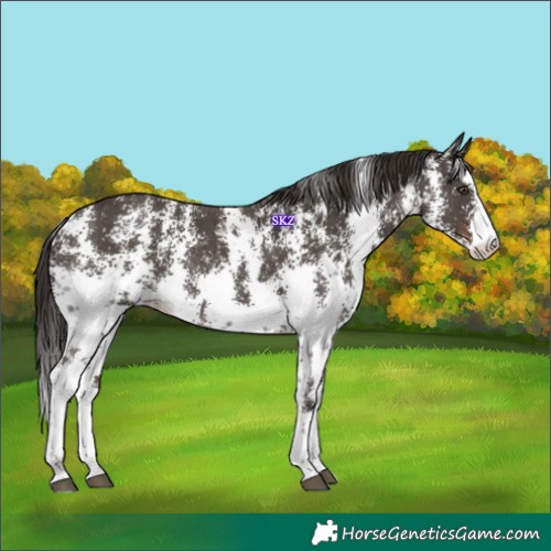 Horse Color:Liver Chestnut Sabino Rabicano 