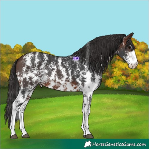 Horse Color:Brown Sabino Rabicano 