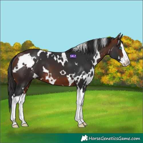 Horse Color:White Spotted Bay Splash 