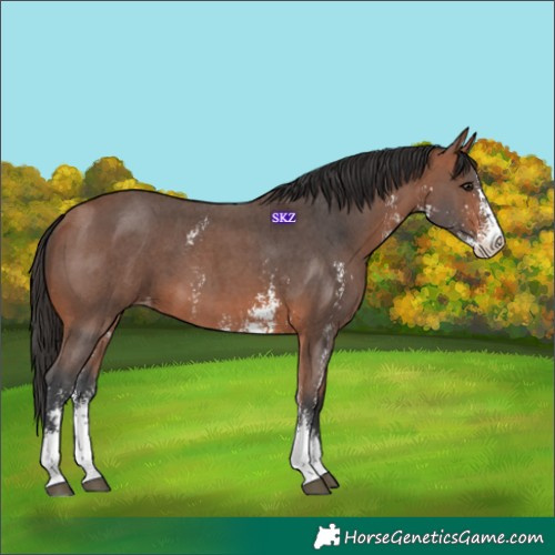 Horse Color:Bay Sabino Varnish