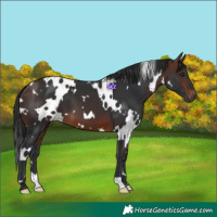 Horse Color:White Spotted Brown