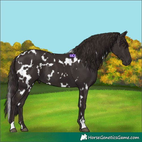 Horse Color:White Spotted Liver Chestnut 