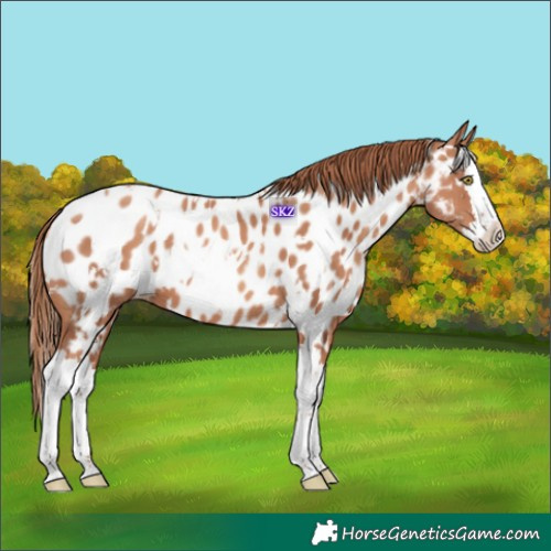 Horse Color:White Spotted Gold Champagne Splash Appaloosa 