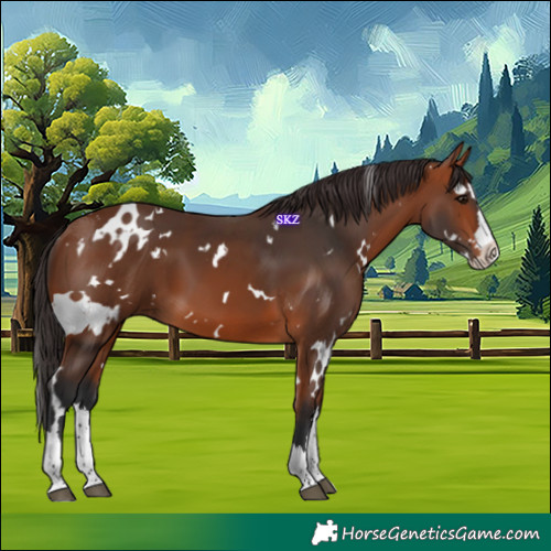 Horse Color:White Spotted Bay Splash 