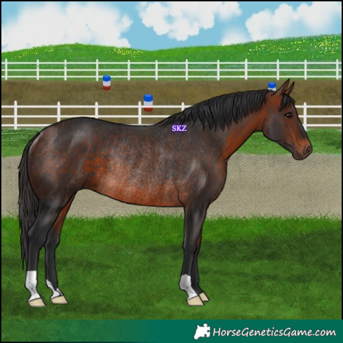 Horse Color:Bay Rabicano 