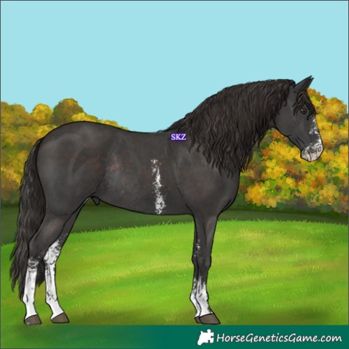 Horse Color:Liver Chestnut Sabino Rabicano 