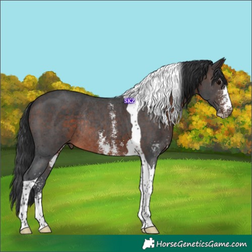 Horse Color:Brown Sabino Tobiano Rabicano 
