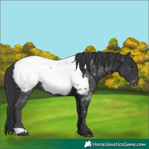 Horse Color:Black Near Fewspot 