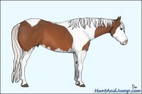 Horse Color:Silver Bay Splash Tobiano