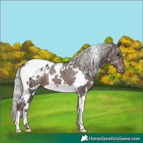 Horse Color:White Spotted Silver Black Blanket