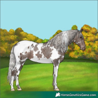 Horse Color:White Spotted Silver Black Appaloosa