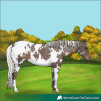 Horse Color:White Spotted Silver Black Appaloosa 