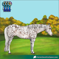 Horse Color:Silver Brown Sabino Appaloosa Rabicano