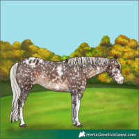 Horse Color:Silver Brown Sabino Appaloosa Rabicano