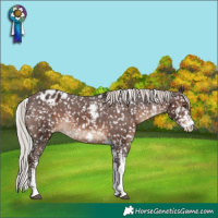 Horse Color:Silver Brown Sabino Appaloosa Rabicano