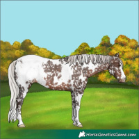 Horse Color:White Spotted Silver Brown Appaloosa Rabicano 