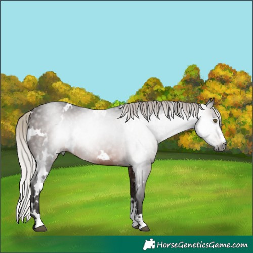 Horse Color:Gray White Spotted Silver Brown Varnish Rabicano 