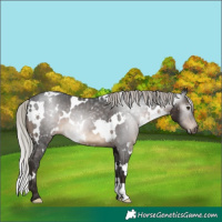 Horse Color:Gray White Spotted Silver Brown Varnish 