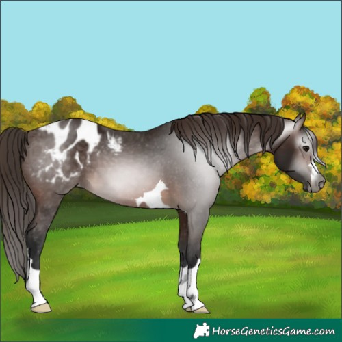 Horse Color:Gray Bay Appaloosa 