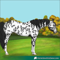 Horse Color:Gray Black Near Leopard Rabicano 