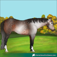 Horse Color:Gray Bay