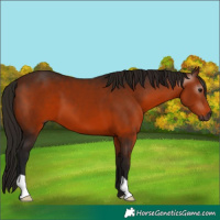 Horse Color:Gray Bay 