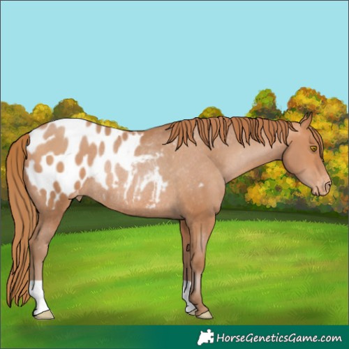Horse Color:Brown Pearl Appaloosa Rabicano 