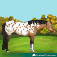 Horse Color:Gray Bay Dun Appaloosa 