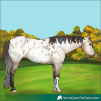 Horse Color:Gray Bay Dun Blanket 