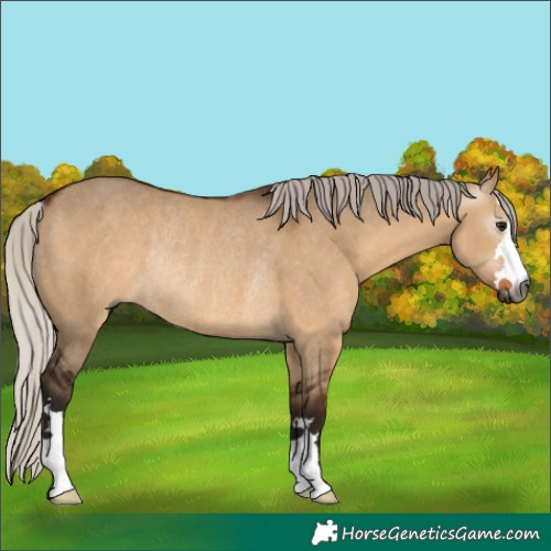 Horse Color:Gray Silver Bay Dun Rabicano