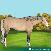 Horse Color:Gray Silver Bay Dun Rabicano