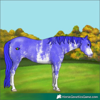 Horse Color:Watercolor White Spotted Smoky Black Rabicano